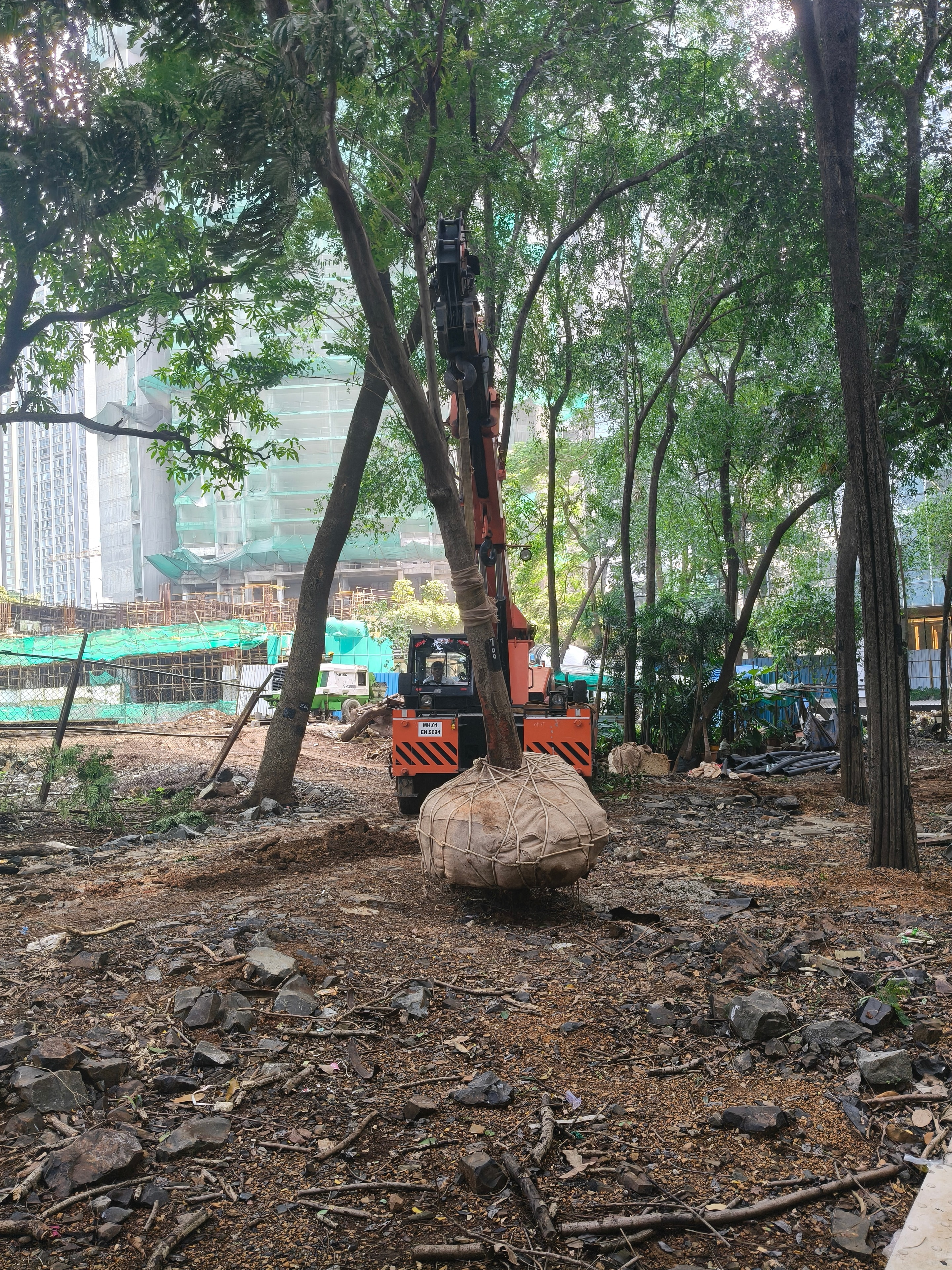 Tree Transplantation, Oberoi Realty, Mumbai
