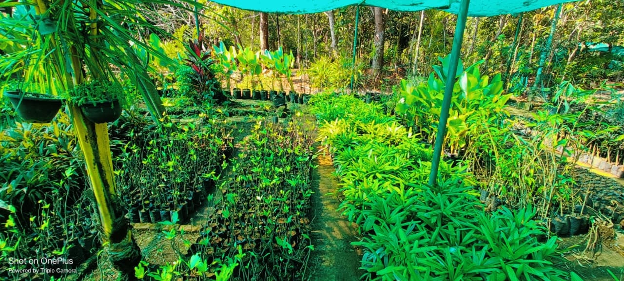 Home Grown Nurseries